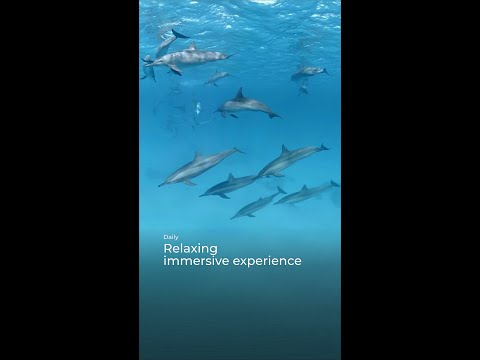 🤿 Dive among dolphins in this immersive experience