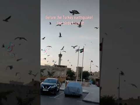 Before Turkey Earthquake! The birds knew it! #trending #viral #earthquake #turkey