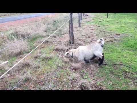 Electric fence V&#039;&#039;s goat